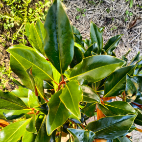 MAGNOLIA grandiflora Kay Parris LA FORET - Pépinière La Forêt
