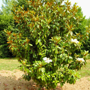 MAGNOLIA grandiflora Le Nantais - LA FORET - Pépinière La Forêt