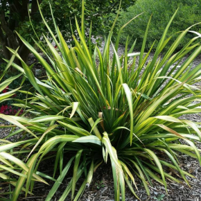 PHORMIUM Yellow Wave - LA FORET - Pépinière La Forêt