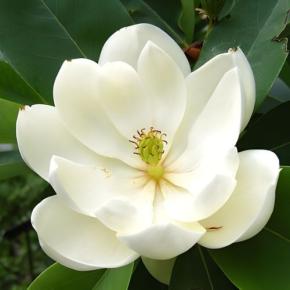 Fleur - MAGNOLIA grandiflora Maryland - LA FORET - Pépinière La Forêt