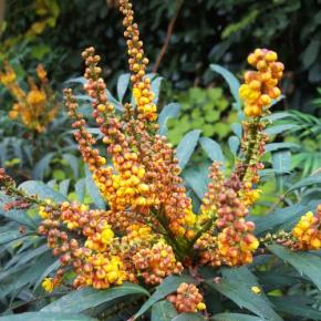 fleur - MAHONIA x Volcano® - LA FORET - Pépinière La Forêt