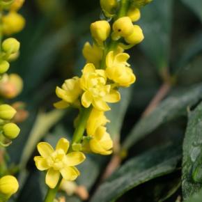 fleur - MAHONIA eurybracteata Meteor® - LA FORET - Pépinière La Forêt