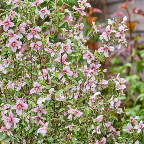 fleurs - PHILADELPHUS coronarius Petite Perfume Pink®- LA FORET - Pépinière La Forêt