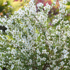 fleurs - PHILADELPHUS coronarius Petite Perfume White® - LA FORET - Pépinière La Forêt