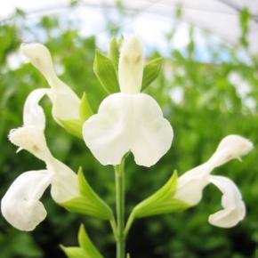 Floraison - SALVIA greggii Blanche / White - LA FORET - Pépinière La Forêt