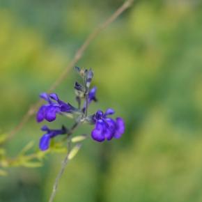 Fleurs - SALVIA microphylla Blue Monrovia ® - LA FORET - Pépinière La Forêt