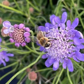 Fleur - SCABIOSA Nova Dew Drops - LA FORET - Pépinière La Forêt
