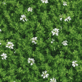 massif - WESTRINGIA Mundi - LA FORET - Pépinière La Forêt