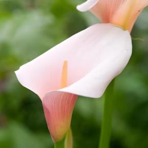 FLEUR - ZANTEDESCHIA Flamingo® - LA FORET - Pépinière La Forêt