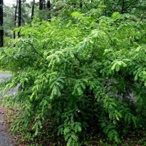 ZANTHOXYLUM simulans - LA FORET - Pépinière La Forêt