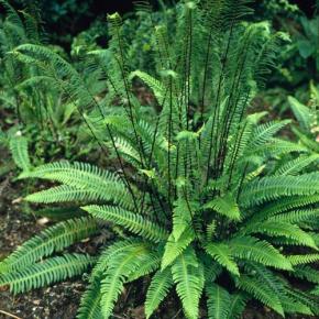 BLECHNUM spicant - LA FORET - Pépinière La Forêt