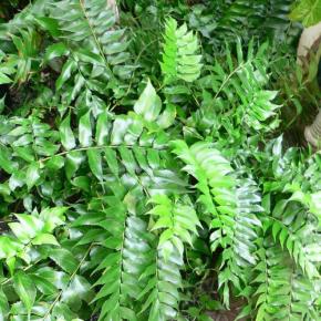 CYRTOMIUM falcatum - LA FORET - Pépinière La Forêt