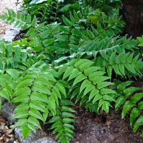 CYRTOMIUM fortunei - LA FORET - Pépinière La Forêt
