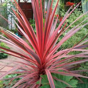 CORDYLINE australis Charlie Boy - LA FORET - Pépinière La Forêt