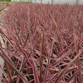 Feuillage - CORDYLINE australis Pink Fire - LA FORET - Pépinière La Forêt