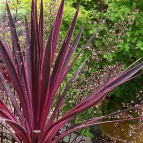 CORDYLINE australis Pink Passion - LA FORET - Pépinière La Forêt
