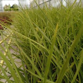 Feuillage - CORDYLINE australis - LA FORET - Pépinière La Forêt