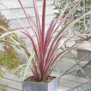 CORDYLINE banksii Can can® - LA FORET - Pépinière La Forêt