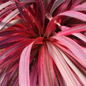 Feuillage - CORDYLINE banksii Salsa® - LA FORET - Pépinière La Forêt
