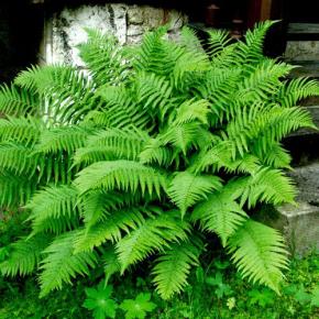 DRYOPTERIS affinis - LA FORET - Pépinière La Forêt