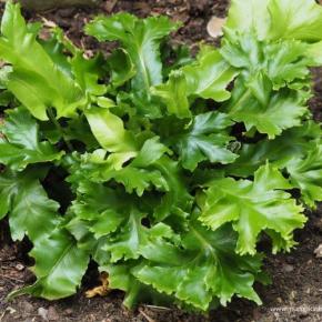 Feuillage - PHYLLITIS scolopendrium (asplenium) - LA FORET - Pépinière La Forêt