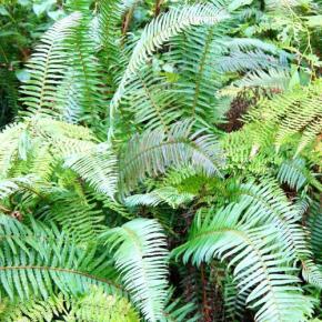 POLYSTICHUM munitum - LA FORET - Pépinière La Forêt