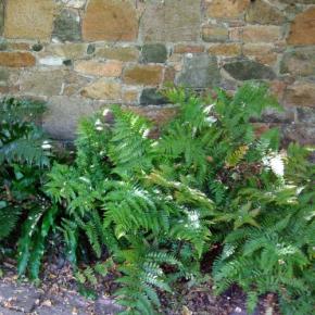 POLYSTICHUM polyblepharum - LA FORET - Pépinière La Forêt