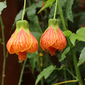 Abutilon × pictum Souvenir de Bonn Flower - Pépinière La Forêt