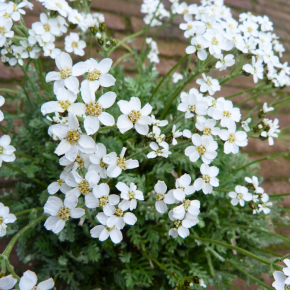 ACHILLEA kellereri fleur - Pépinière La Forêt