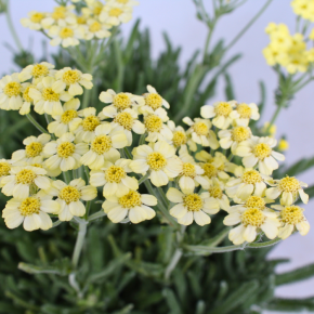 Achillea × lewisii King Edward fleur - Pépinière La Forêt
