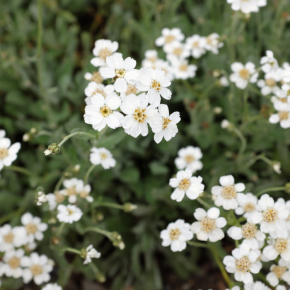 Achillea umbellata fleurs - Pépinière La Forêt