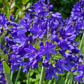 Agapanthus Flower of Love® floraison - Pépinière La Forêt