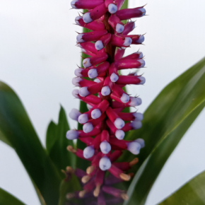 AECHMEA gamosepala fleurs - Pépinière La Forêt