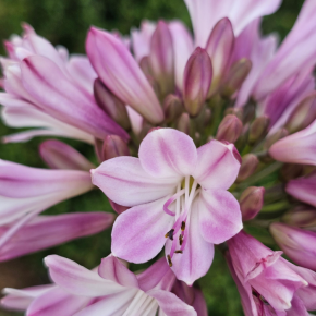 AGAPANTHUS Poppin Pink ® fleurs - Pépinière La Forêt