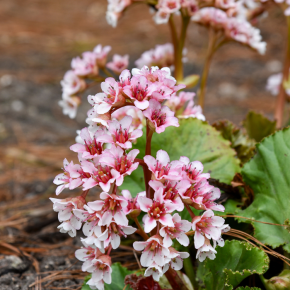 BERGENIA Ripple Effect ® fleurs - Pépinière La Forêt
