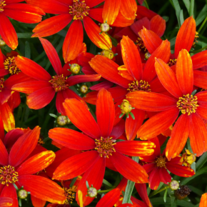 COREOPSIS Ladybird ® fleurs - Pépinière La Forêt
