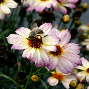 COREOPSIS Nova Jewel ® fleurs - Pépinière La Forêt