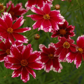 COREOPSIS Ruby Frost ® fleurs - Pépinière La Forêt