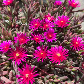 DELOSPERMA Desert Dancers® Purple fleurs - Pépinière La Forêt