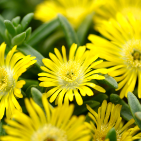DELOSPERMA cooperi Golden Wonder ® fleurs  - Pépinière La Forêt