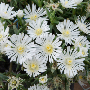 DELOSPERMA cooperi White Wonder ® fleurs  - Pépinière La Forêt