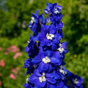 DELPHINIUM x Blue Bird fleurs - Pépinière La Forêt