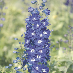 DELPHINIUM x King Arthur fleurs - Pépinière La Forêt
