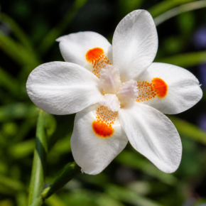 DIETES Lemon Drop fleurs - Pépinière La Forêt