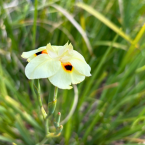 DIETES bicolor fleurs - Pépinière La Forêt