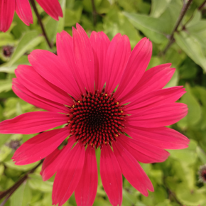 ECHINACEA Panama Red ® fleurs - Pépinière La Forêt