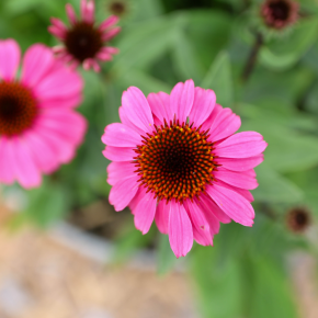 ECHINACEA Panama Rose ® fleurs - Pépinière La Forêt