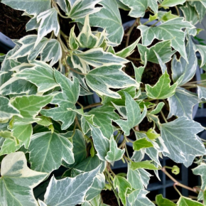 HEDERA helix White Ripple feuillage - Pépinière La Forêt