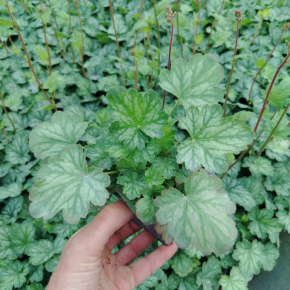HEUCHERA Evergreen Forest Kira ® feuillage  - Pépinière La Forêt