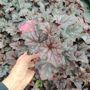 HEUCHERA Purple Rain Forest Kira ® feuilles - Pépinière La Forêt